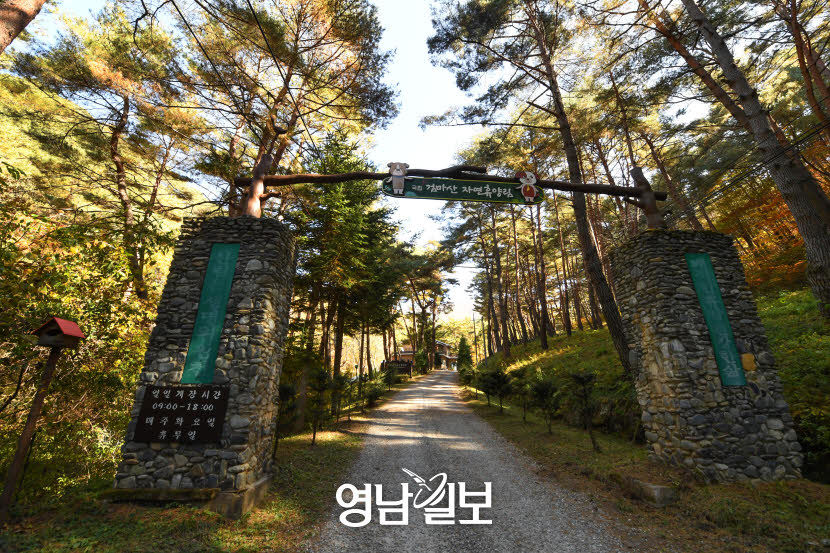[지금가기 딱 좋은 청정 1번지 영양]  수비면 죽파리 검마산 자작나무 숲