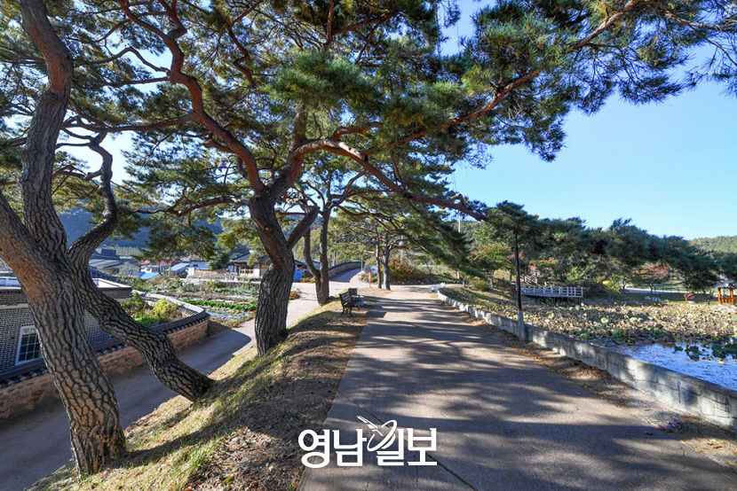 [지금가기 딱 좋은 청정 1번지 영양]  감천마을과 시인 오일도, 그리고 감천측백수림