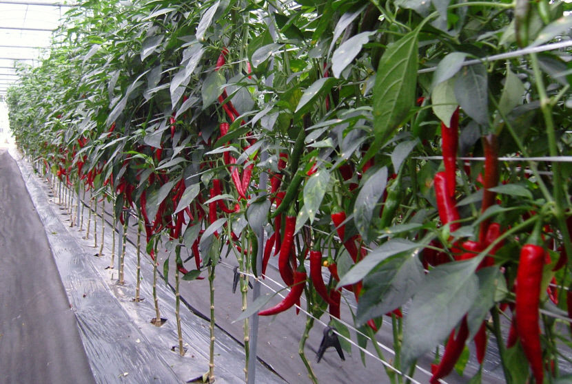 2021011501000485900019091