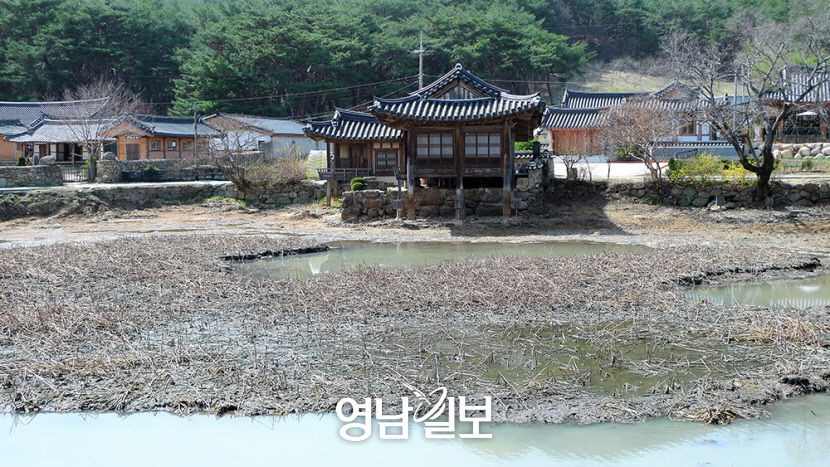 [주말& 여행] 경주시 남산동 서출지…1500여년 전 신라 소지왕 목숨 구한 전설의 고향
