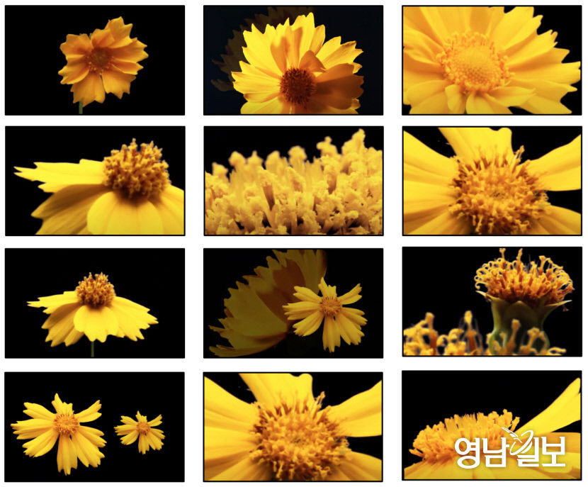 정다연