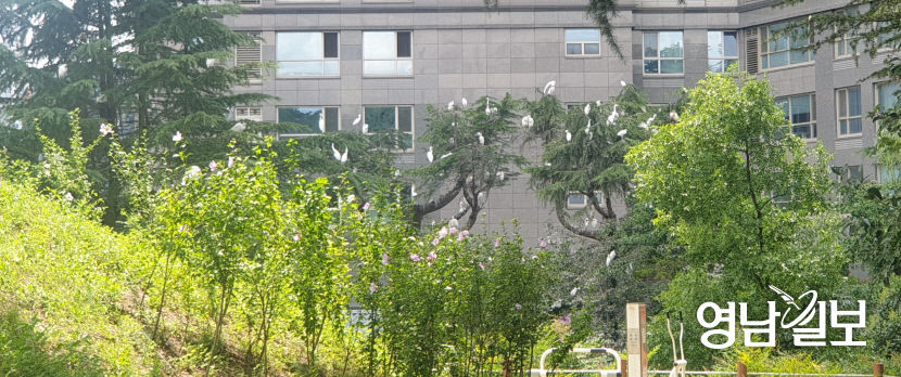 여름 철새가 찾는 대구 수성구 범어동 야시골공원...주민들은 괴롭다