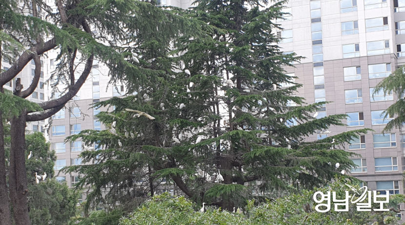 여름 철새가 찾는 대구 수성구 범어동 야시골공원...주민들은 괴롭다
