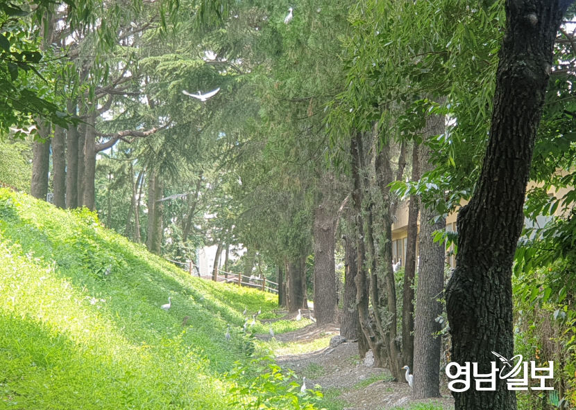 여름 철새가 찾는 대구 수성구 범어동 야시골공원...주민들은 괴롭다