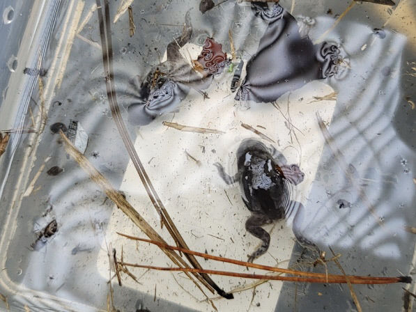 [대구도시철도 차량기지] 죽은 맹꽁이 두 마리가 엑스코선 차량기지 건설 막을까?...봉무IC 인근서 사체 발견