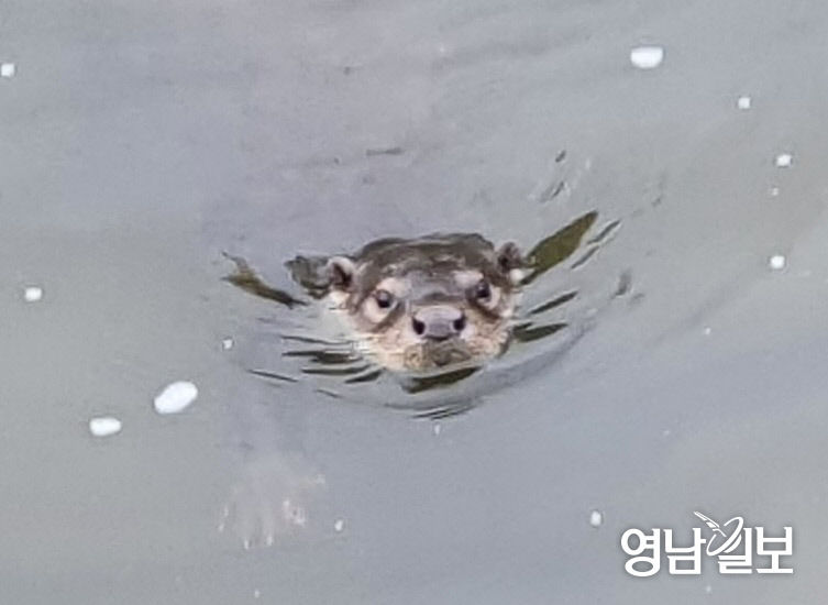 [동네뉴스] 잘 찍어주세요 얼굴 빼꼼히 내밀며 소리내는 대구 동화천 수달
