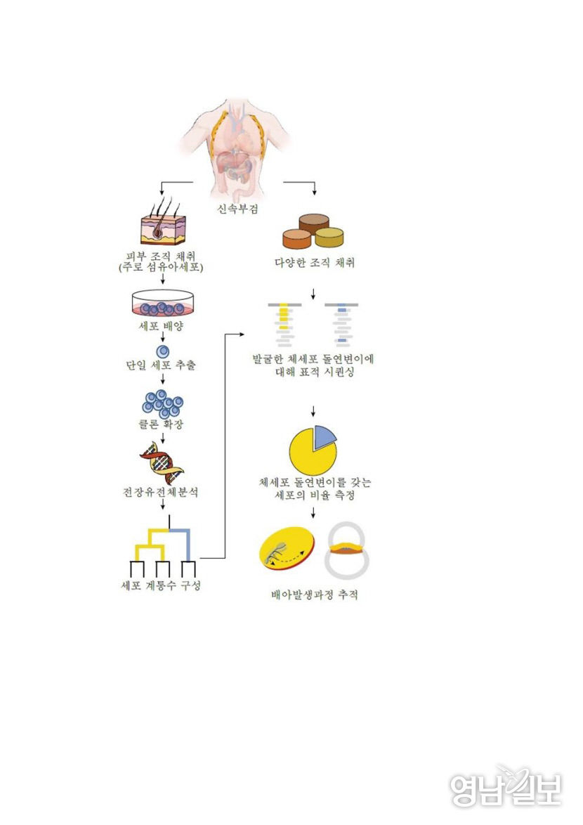 경북대-KAIST 공동연구팀, 유전체 기술 기반 인간 배아 발생과정 추적 성공 네이처 게재