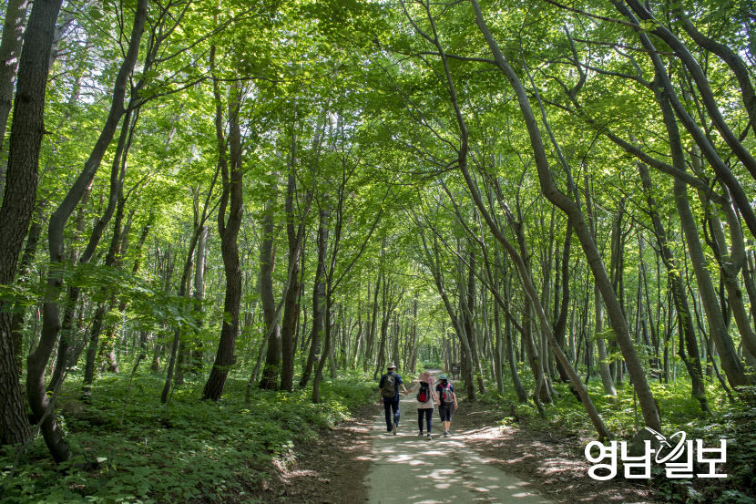 [울릉도·독도 파노라마(9)] 축구장 280개 규모의 분화구 안에 또 다른 분화구...세상에 유례 찾기 힘든 나리분지