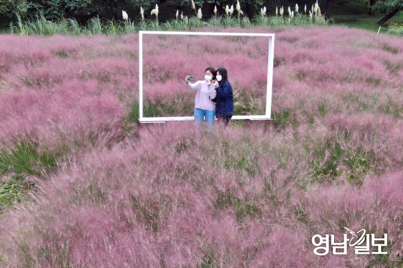 인생샷 명소 생태계 교란 핑크뮬리의 두 얼굴