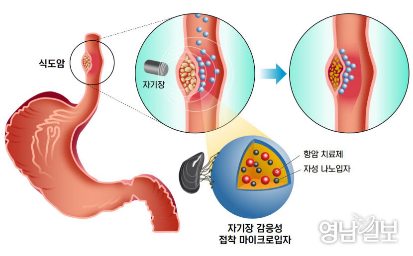 모식도