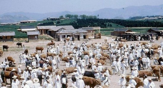 [김영복·이춘호 한식 삼천리]  대구 육개장~따로국밥 연대기(2)...걸쭉한 고추기름 넣고 끓인 육개장. 사골 육수에 선지 넣고 끓인 따로국밥