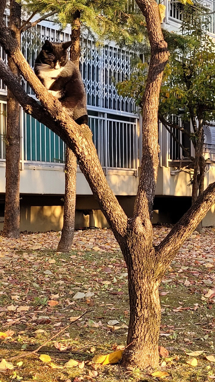 고양이2