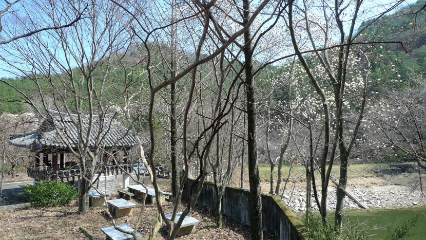 [주말&여행] 경남 거창 덕천서원, 꽃망울 터트릴듯 말듯…봄이면 백목련 흐드러지는 비밀의 정원