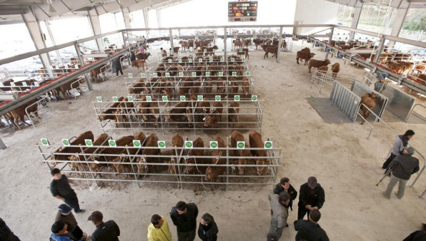 [김천 상공업의 어제와 오늘 .5] 우시장과 축산업…19세기 김천場 명성은 우시장이 있었기에 가능했다