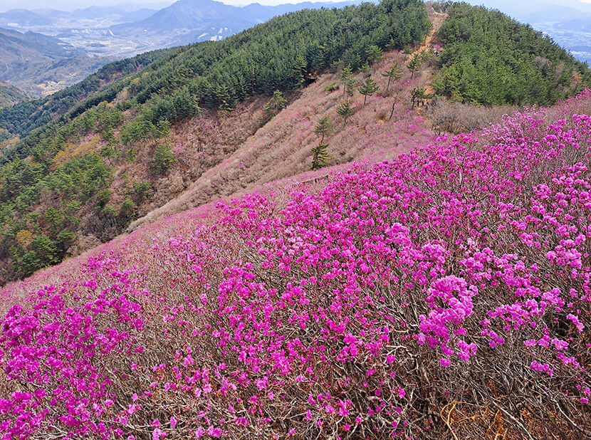 영남일보 - 사람과 지역의 가치를 생각합니다.