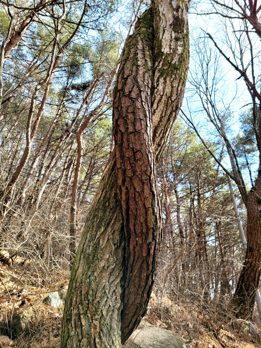 [동네뉴스-스마트폰 세상보기] 대구 팔공산 수태골 연리목