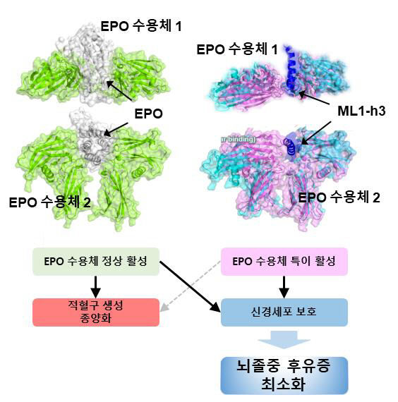 ‘뇌졸중 사망률을 줄인다.’ 효과는 높이고 부작용은 낮추는 새로운 뇌졸중 치료제 개발
