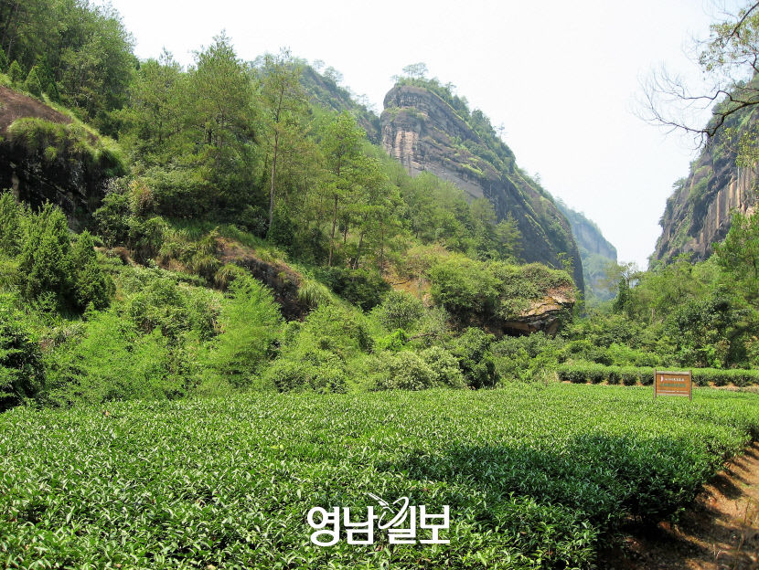 [김봉규 기자의 지구촌 산책 .23] 中 푸젠성 우이산(武夷山), 바위 절벽과 어우러진 구곡계 협곡…조선 선비의 이상 구곡문화 탄생지