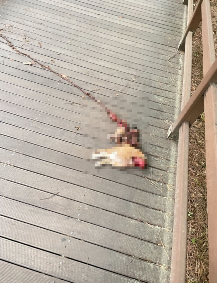 대구수목원서 동물 학대 의심 고양이 사체 발견, 경찰 수사 착수
