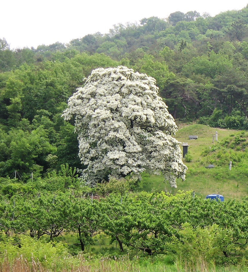 [위클리포유 커버 스토리] 김봉규의 수류화계(水流花開) - 이팝나무 (2)…오월의 산하 수놓는 하얀송이…쌀밥 연상 이름·마을 수호신으로 대접받아
