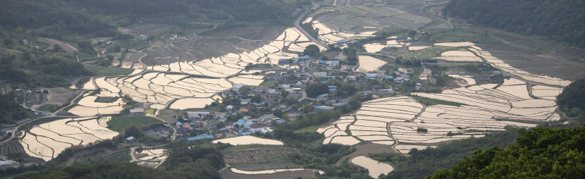 [포토스토리] 새벽빛 머금은 경주 다랑논