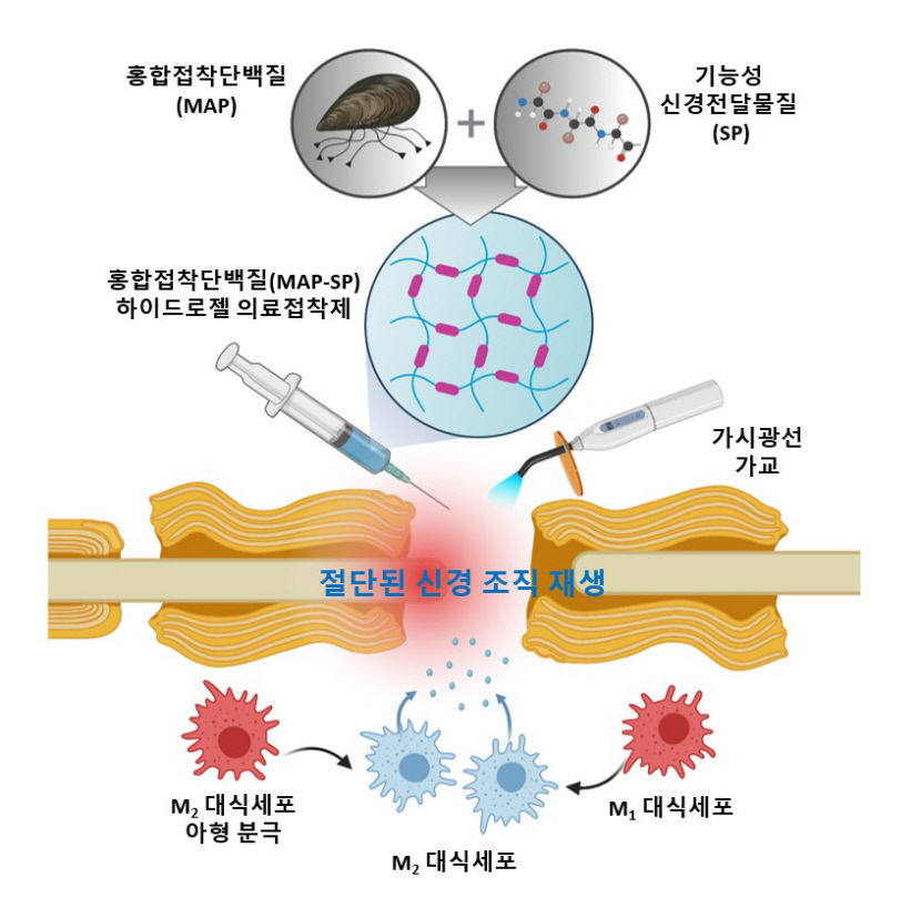 빛과 홍합으로 절단된 신경 재생…포스텍 등 국내 연구진, 하이드로젤 의료접착제 개발