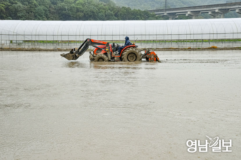 [포토뉴스] 반가운 비 내리자 논고르기 하는 농민