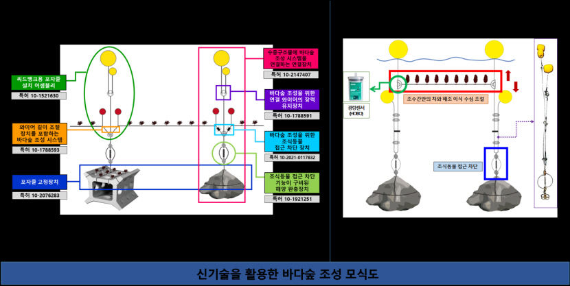 [연중기획 : 바다를 향하여 .4] 동해안 자생 개도박 CO2 흡수량, 열대우림보다 5배 많다