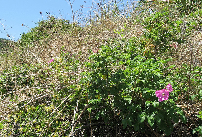 [김봉규의 수류화개(水流花開)] 해당화(2) 약초꾼·난개발 수난사…동해안 해변 수놓은 진분홍빛 군락 멸종위기