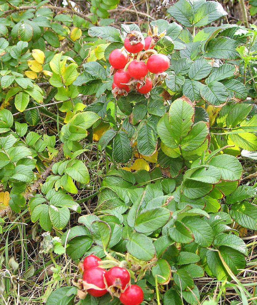 [김봉규의 수류화개(水流花開)] 해당화(2) 약초꾼·난개발 수난사…동해안 해변 수놓은 진분홍빛 군락 멸종위기