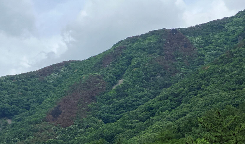 대구 산불지역 흙도 불타 버석버석…장마철 산사태 위험