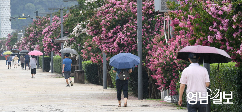 [포토뉴스] 빗속 배롱나무 옆 산책