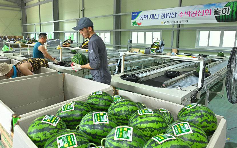 봉화 재산 청량산 수박 본격 출하…준고랭지 재배 고당도