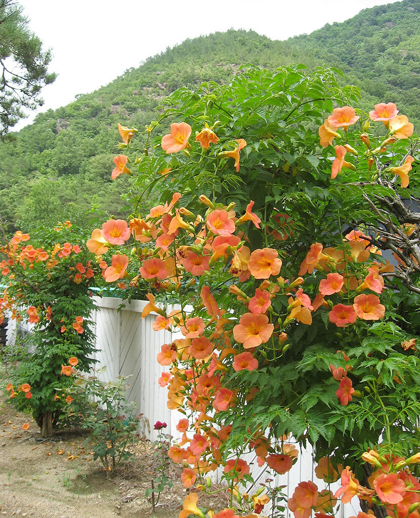 [김봉규의 수류화개(水流花開)] 여름날 꽃 폭포 능소화 이야기(2)...도시 빌딩 위로 흙돌담 위로 핀 청량함…무더위 속 일상 곳곳서 특별한 풍광