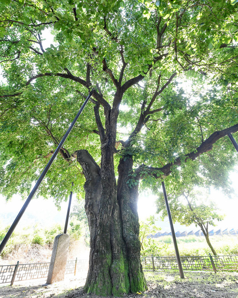 전국 최대 명주 생산지…기능성 양잠업·관광 활성화로 제2의 도약