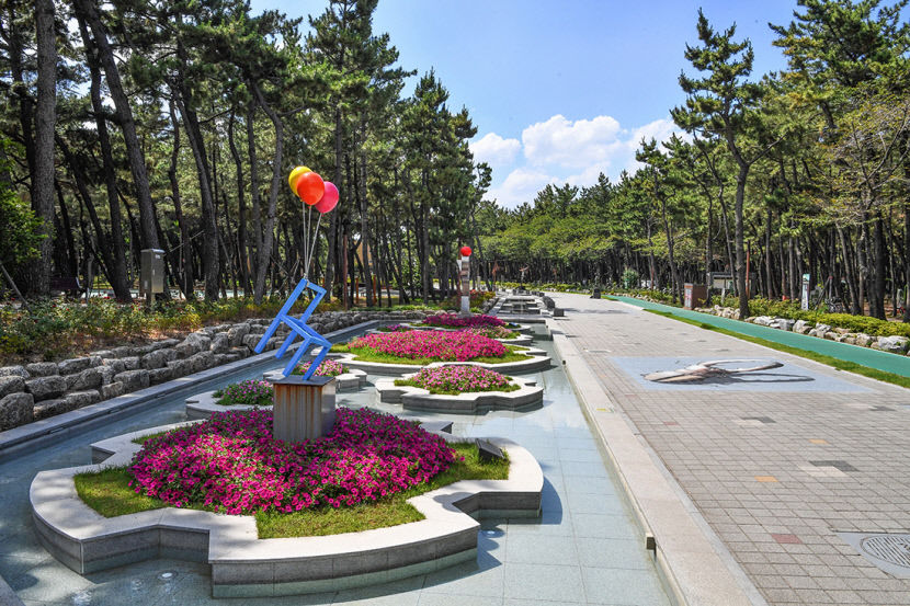 [골목부터 바닷길까지, 포항 힐링로드 .5] 송도동 이야기…부드럽게 간질대는 하얀 모래밭 100년 자란 송림 솔밭내음 솔솔~