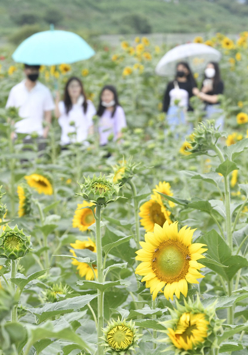 [포토뉴스] 빗속에 핀 해바라기...경산 대부잠수교