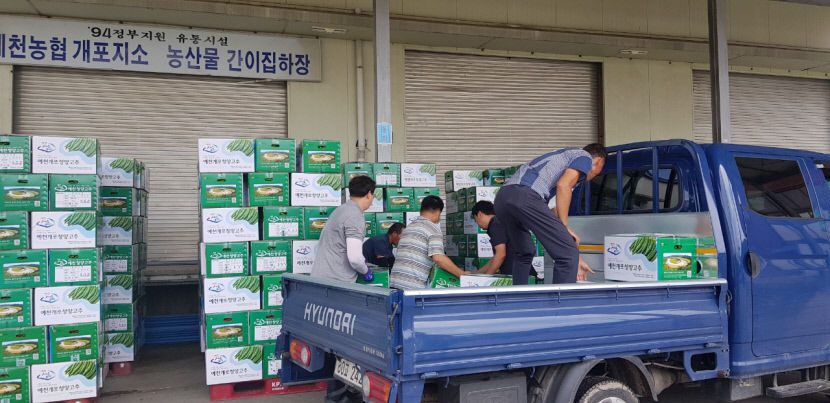 예천 개포 풋고추 가격 고공 행진···재배 농가 모처럼 환한 웃음