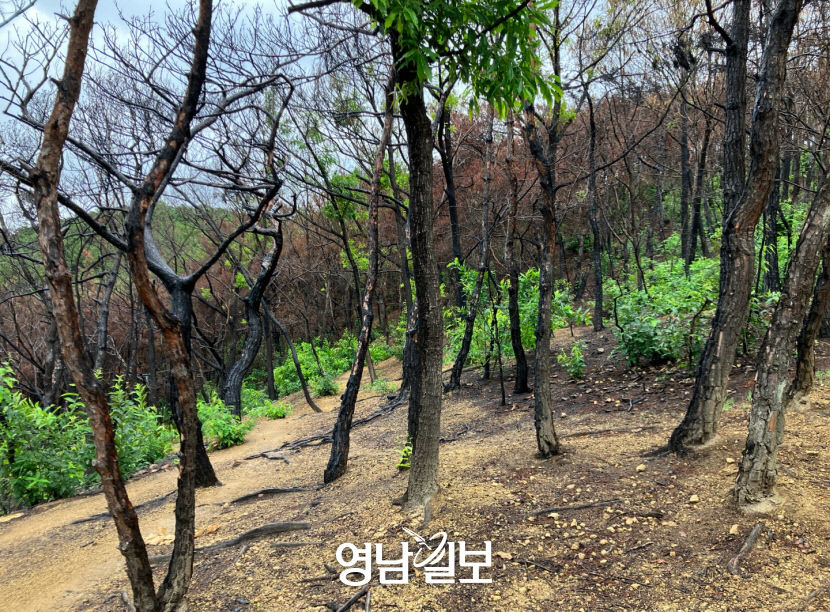 [뉴스 後] 대구 가창·학산 산불지역 토사유출 대비 어떻게…피해목 정리·산사태 위험땐 곧바로 사방사업 실시
