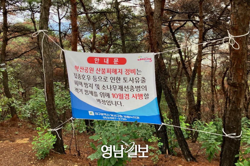 [뉴스 後] 대구 가창·학산 산불지역 토사유출 대비 어떻게…피해목 정리·산사태 위험땐 곧바로 사방사업 실시