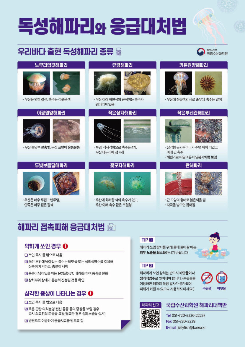 정부, 경북 등 여름철 해수욕장 해파리 쏘임 주의