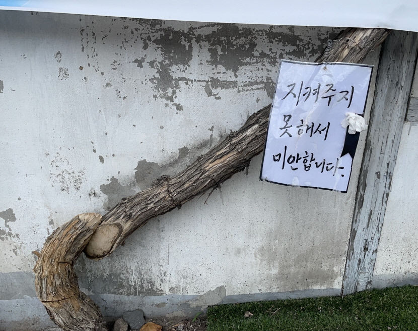 경산 자인 사진명소 능소화 나무 집주인 절단사건 전후 농약까지 뿌린 듯