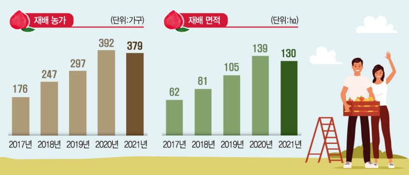 [대한민국 선진농업 1번지, 산소 카페 청송 .4] 생산성 뛰어난 청송자두…햇볕 듬뿍 받은 영양 가득 자두에 피로가 싸악~