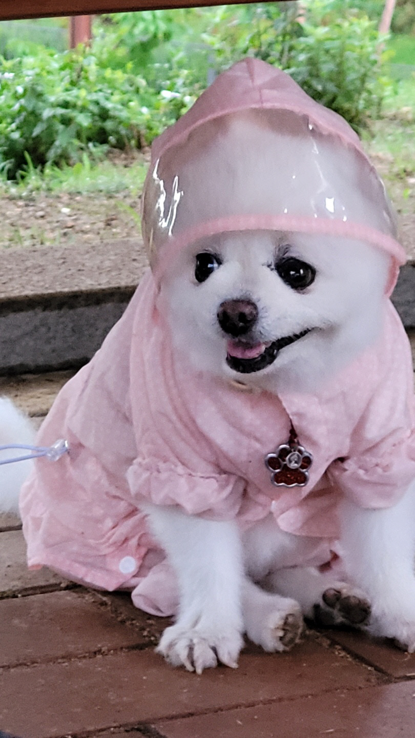 반려동물
