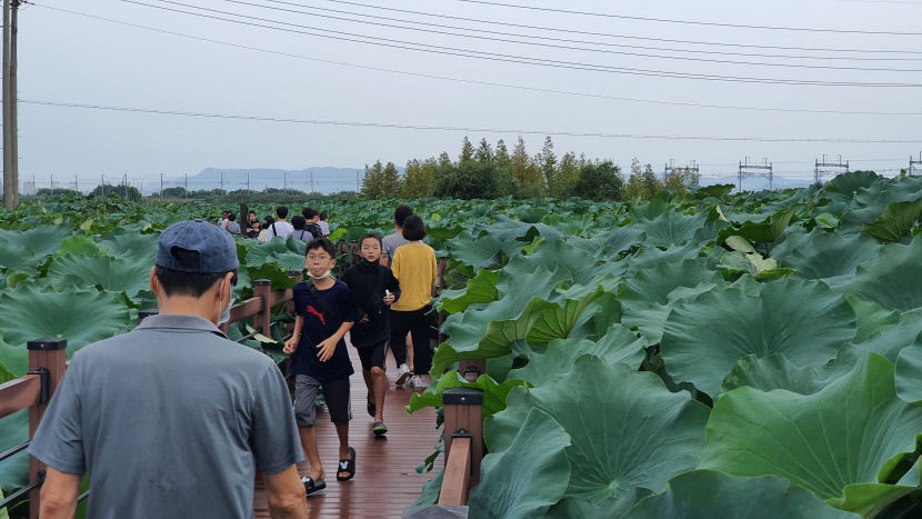 [동네뉴스] 주민들이 만들고 즐기는 안심 연꽃축제