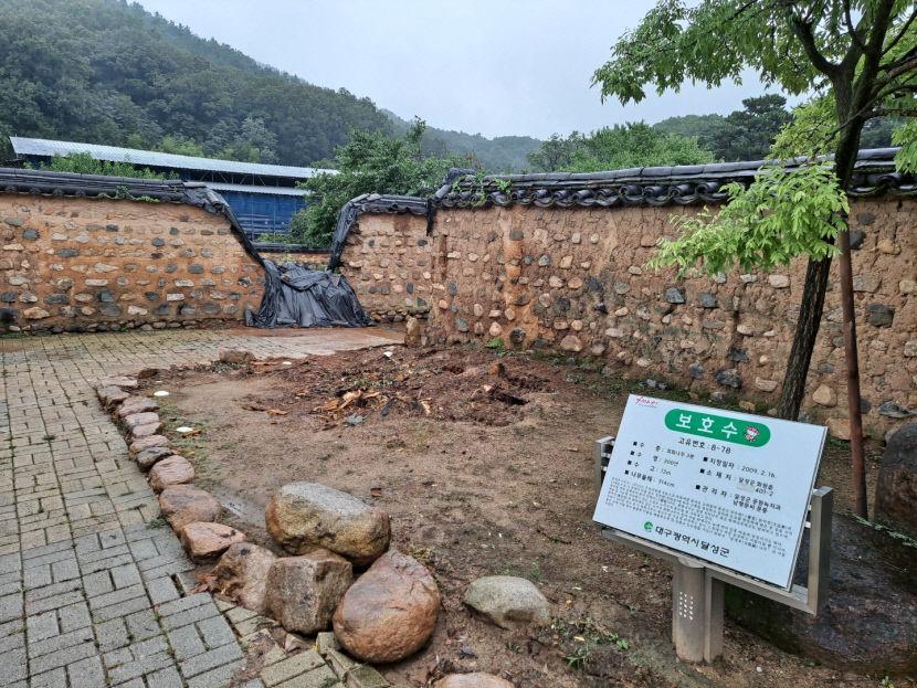 보호수2