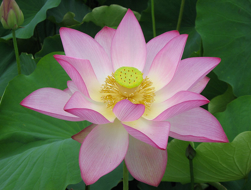 [김봉규의 수류화개(水流花開)] 연꽃(2) 여름날 연못에 떠오른 청초한 자태…부처의 성품·다산 상징