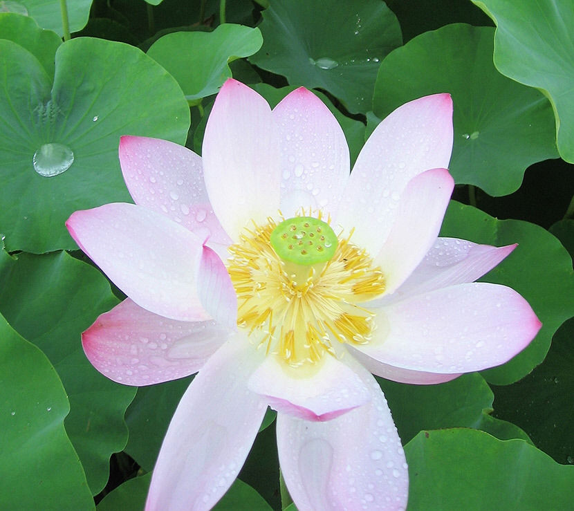 [김봉규의 수류화개(水流花開)] 연꽃(2) 여름날 연못에 떠오른 청초한 자태…부처의 성품·다산 상징