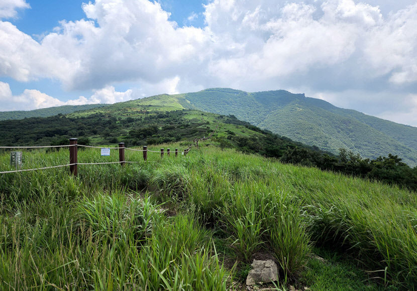 [최원식의 산] 천성산(922ｍ)~경남 양산시…하늘이 열리듯 사방이 탁 트인 억새군락지…천성산 화엄늪에 무리지어 핀 야생화도 손짓