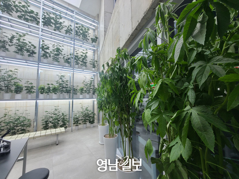 안동 카페서 마약류 재배 의심 신고
